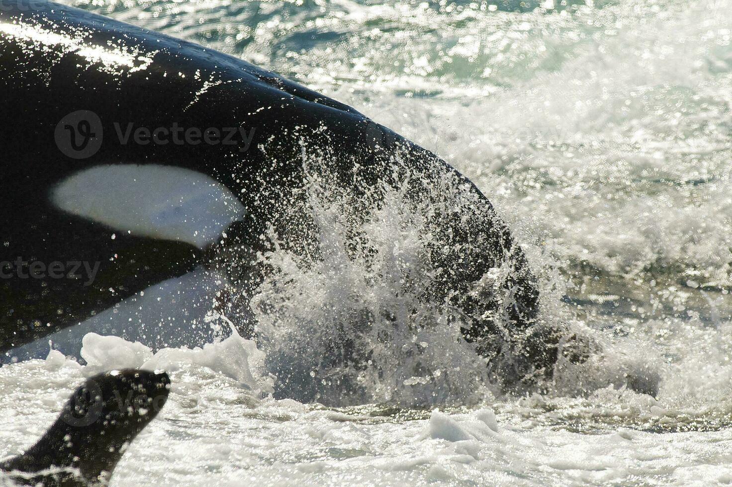 een groot zwart en wit walvis in de oceaan foto