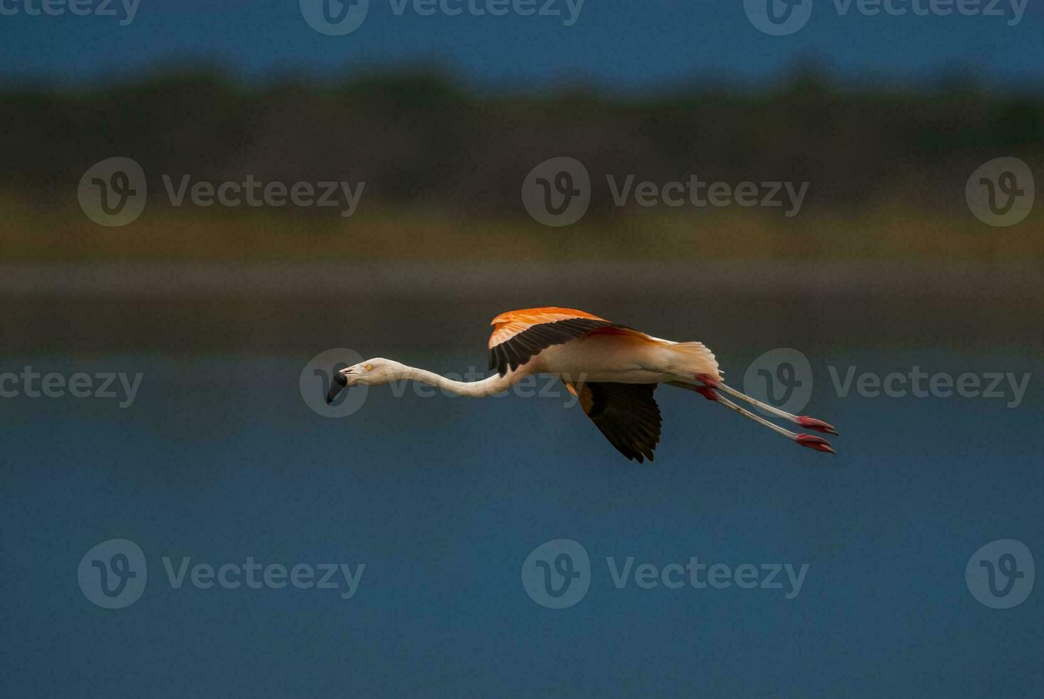 flamingo in vlucht over- water foto