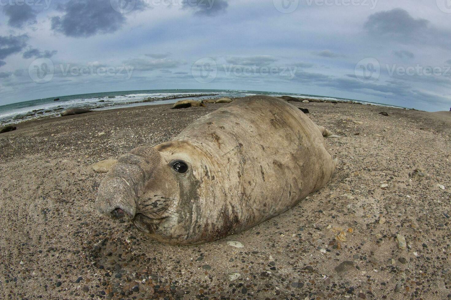 een groot zegel in de water foto