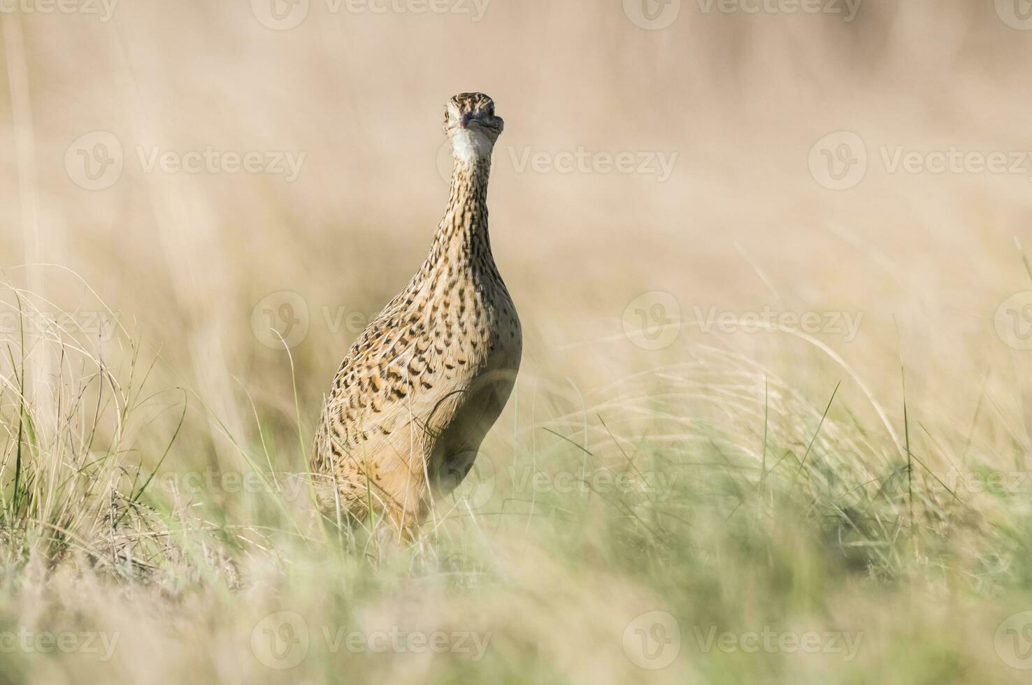 een vogel staand in hoog gras in een veld- foto