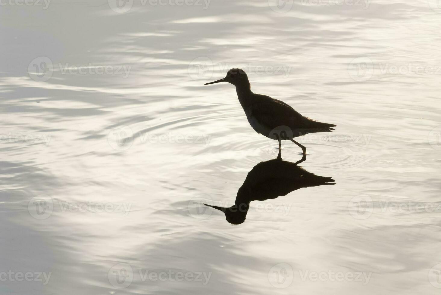 een vogel staand in de water met haar reflectie foto