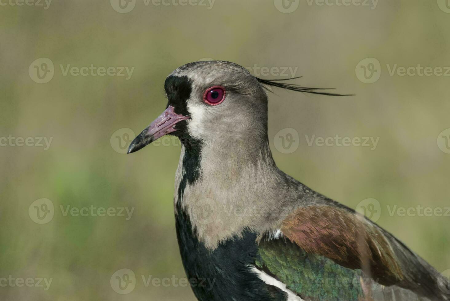 een vogel met een rood bek foto