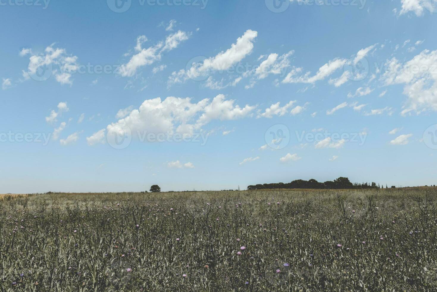 toneel- weiland visie foto