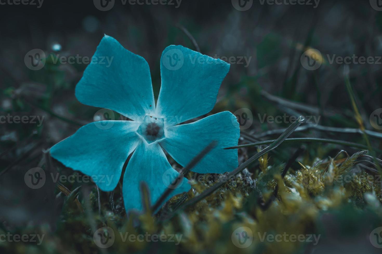 romantische blauwe bloemplant in het lenteseizoen foto