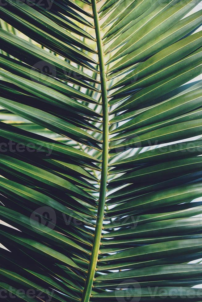 groene palmbladeren in de lente foto