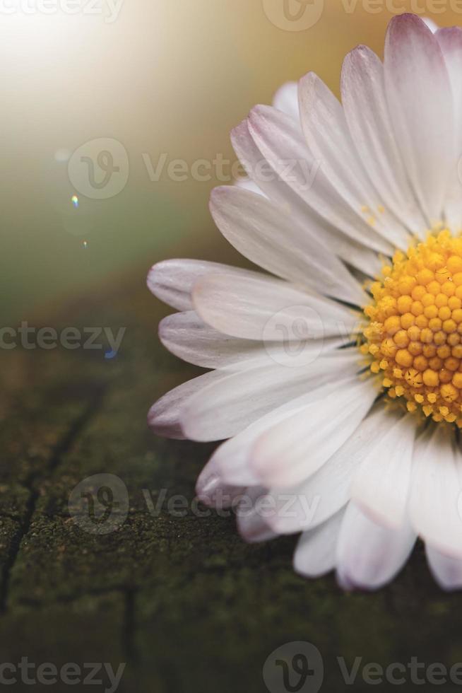 romantische madeliefjebloem in het lenteseizoen foto