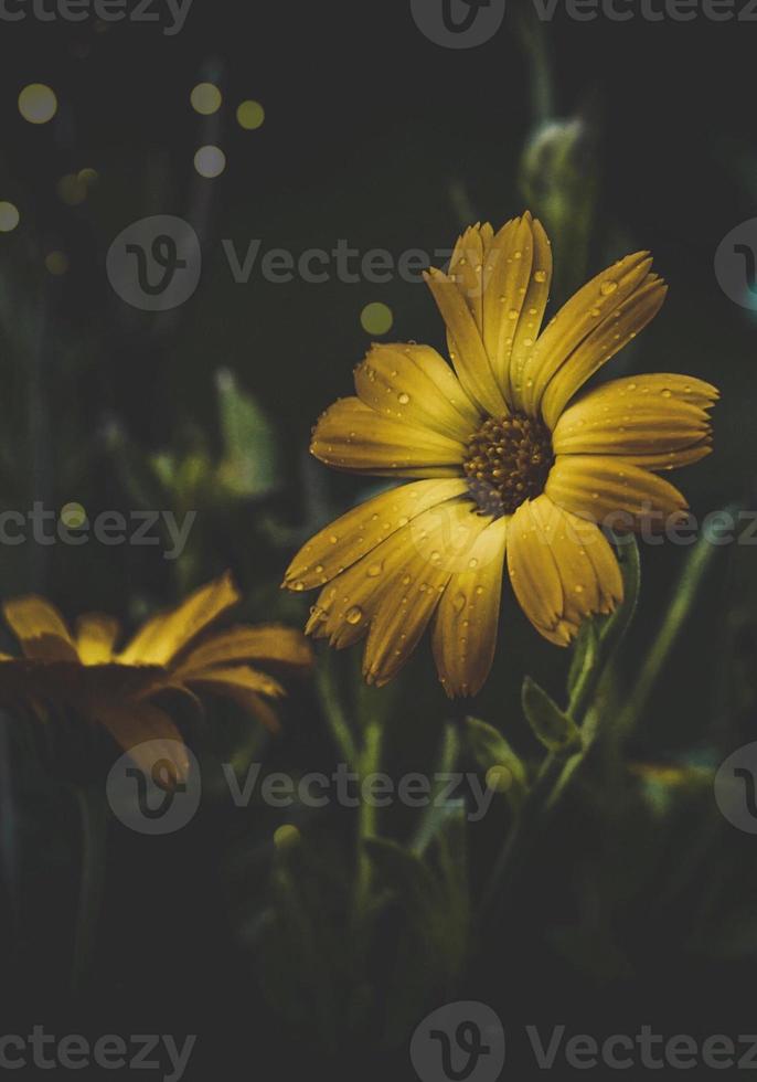 romantische gele bloem in de lente foto