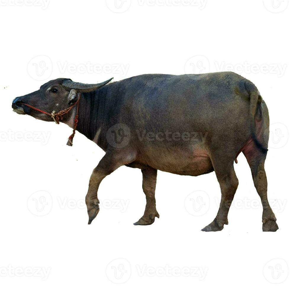 Thais water buffel geïsoleerd Aan wit achtergrond foto