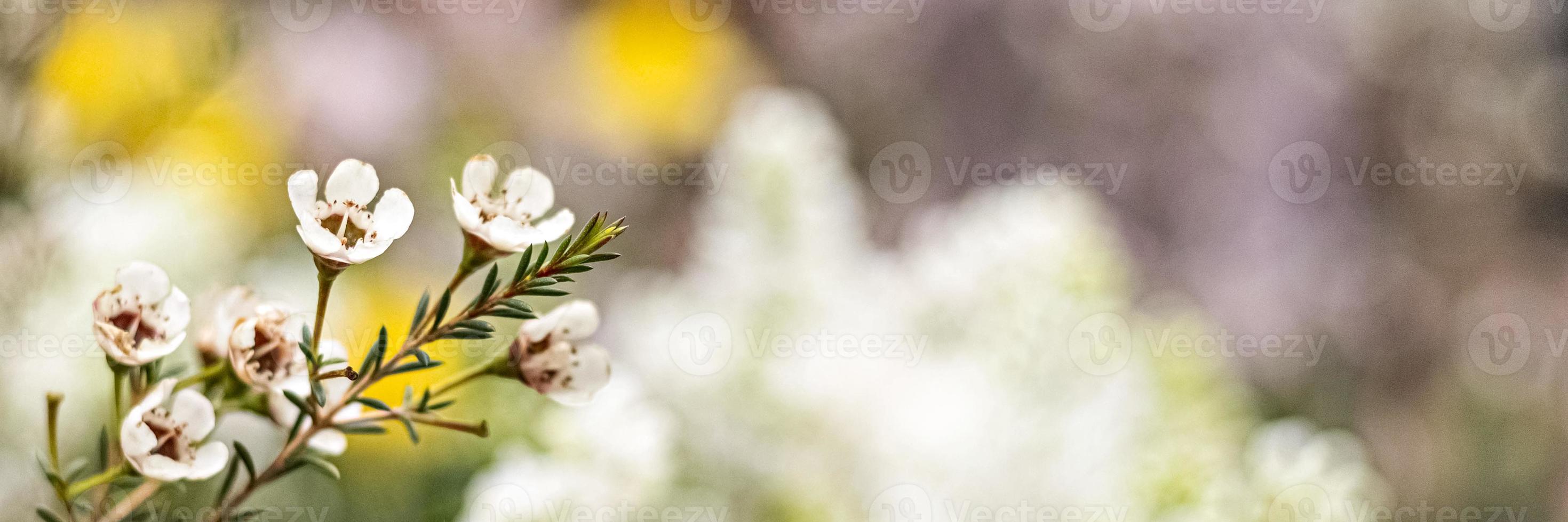 erica's bloeiende struik met kleine bloemen in de tuin. lentetijd.banner. foto