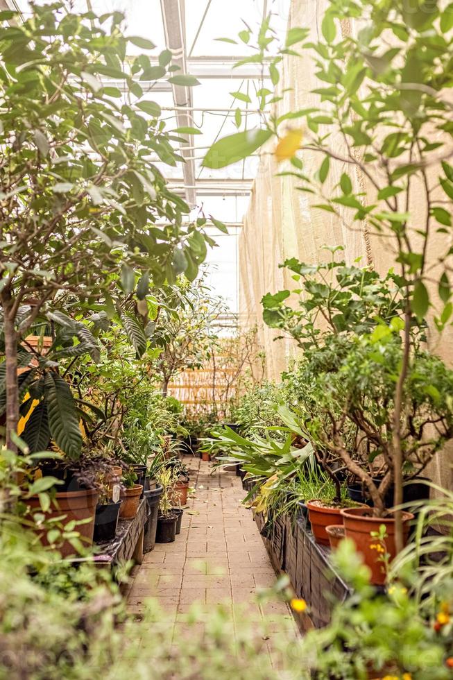 pad in een lentetuin tussen potplanten en bomen. voorjaar. foto