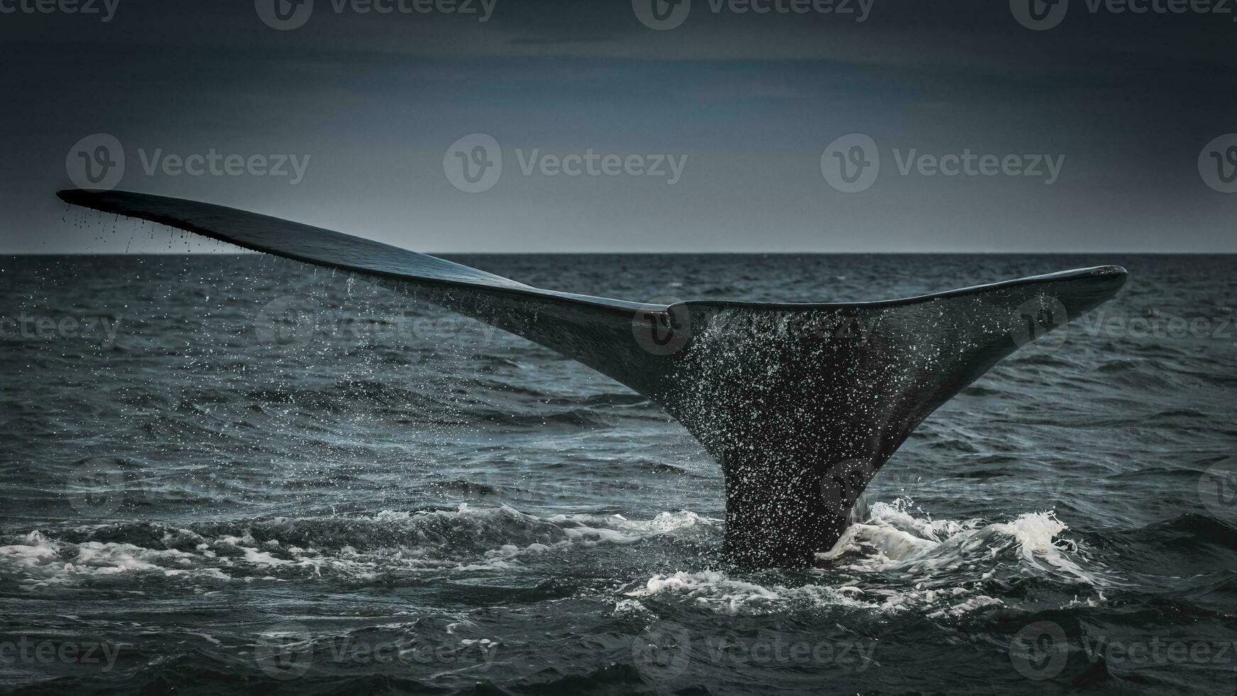 een walvis staart is gezien in de water foto