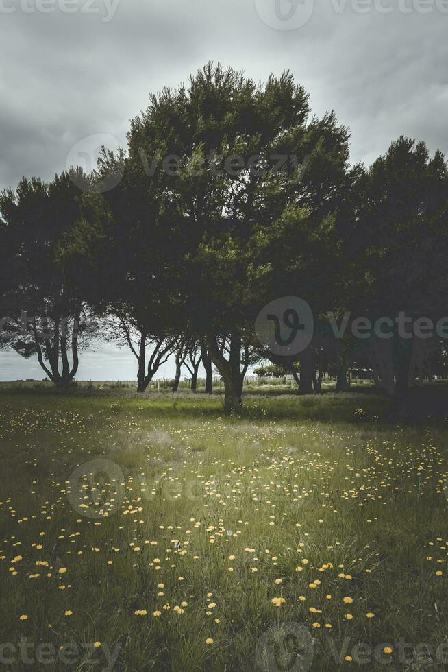 bloem veld- in pampa, Argentinië foto