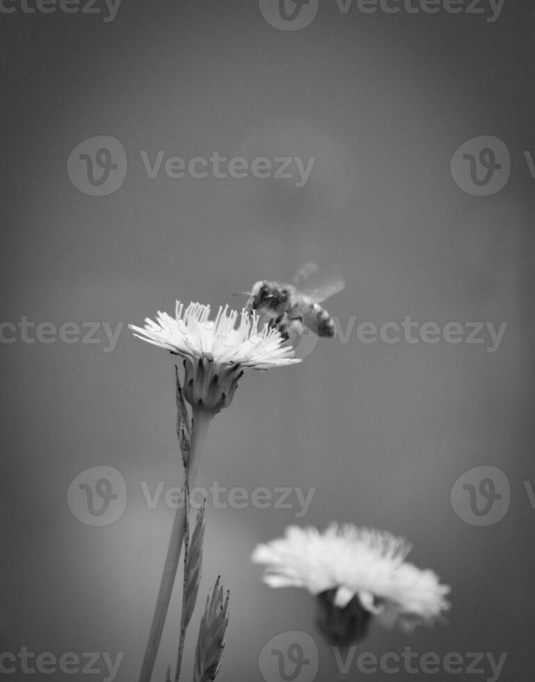 bloem detailopname visie foto