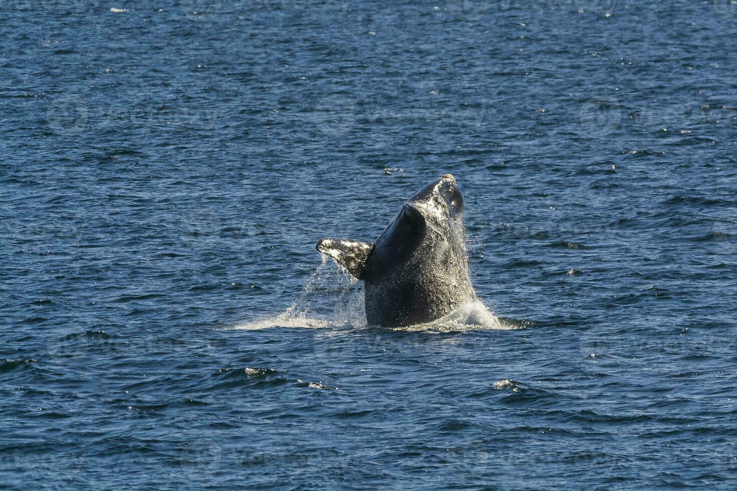 groot walvis jumping in de water foto