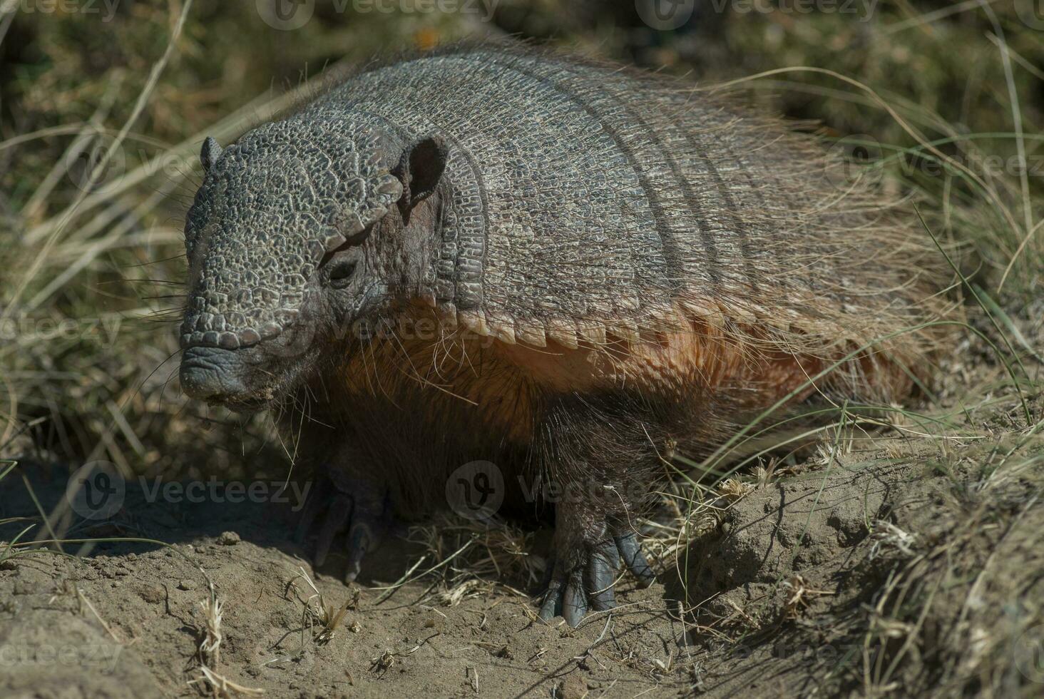 een klein gordeldier in de gras foto