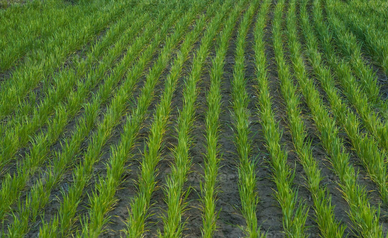 een veld- van groen rijst- planten foto