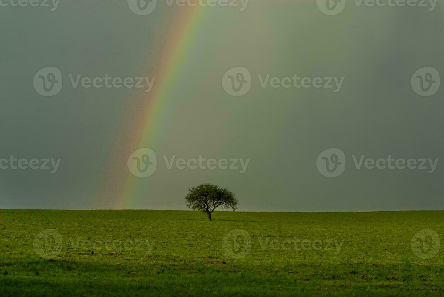 een eenzaam boom in een groen veld- met een regenboog in de lucht foto