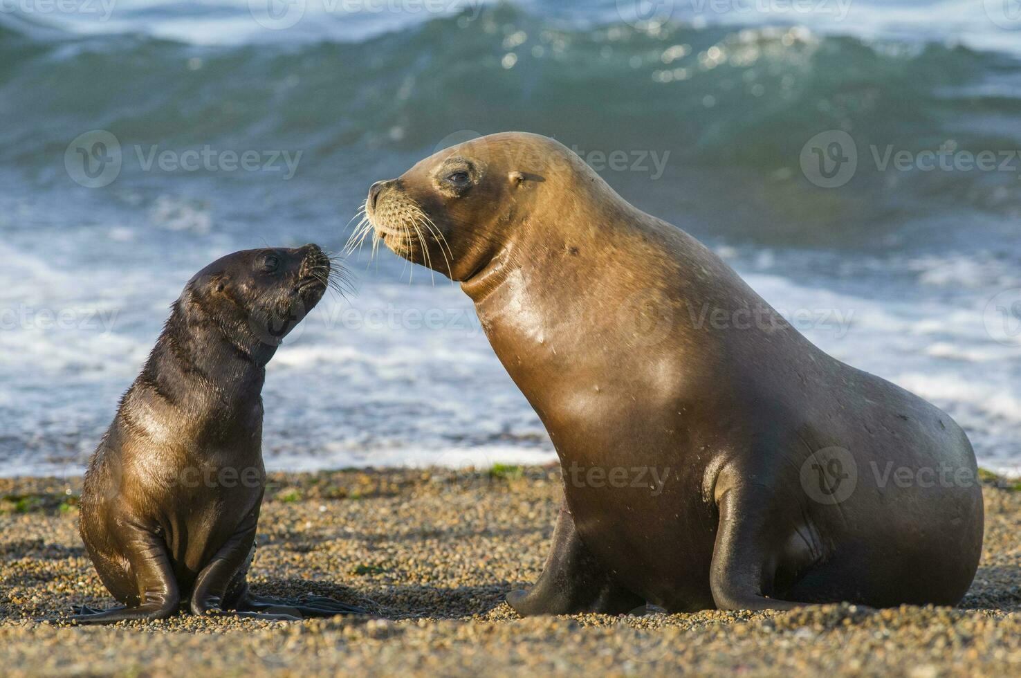 zegels in Patagonië foto