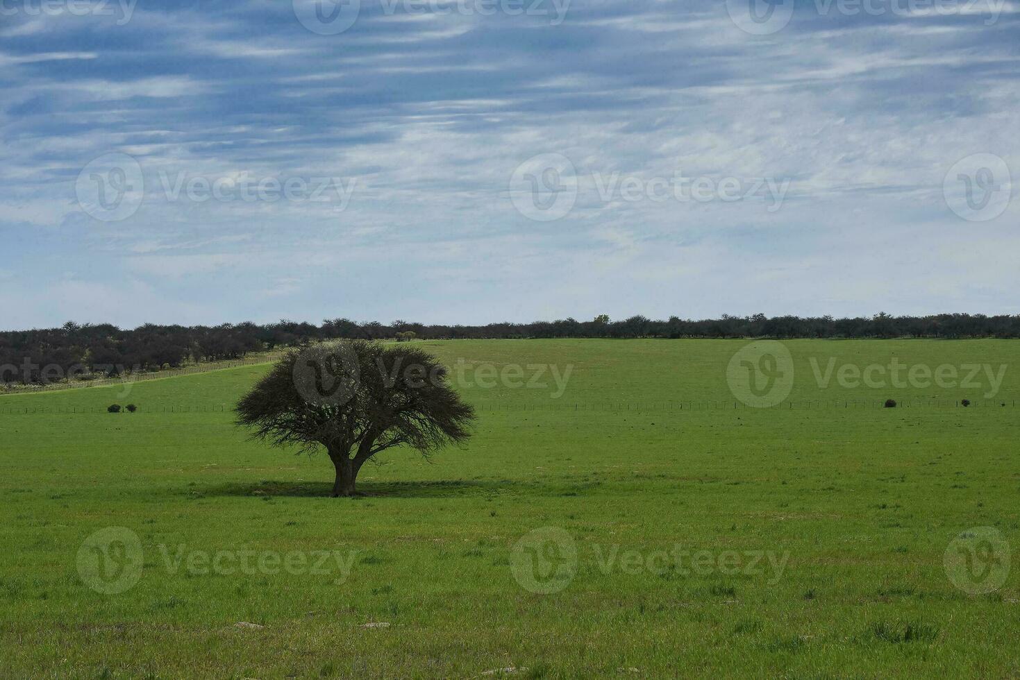 landschap visie la pampa, Argentinië foto