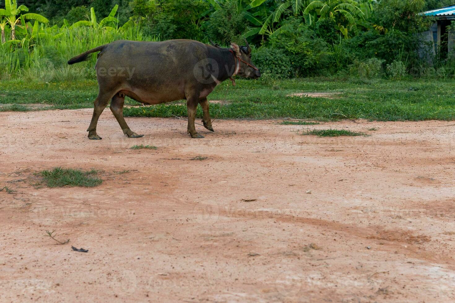 Thais buffel in de weide wandelen in Thailand foto