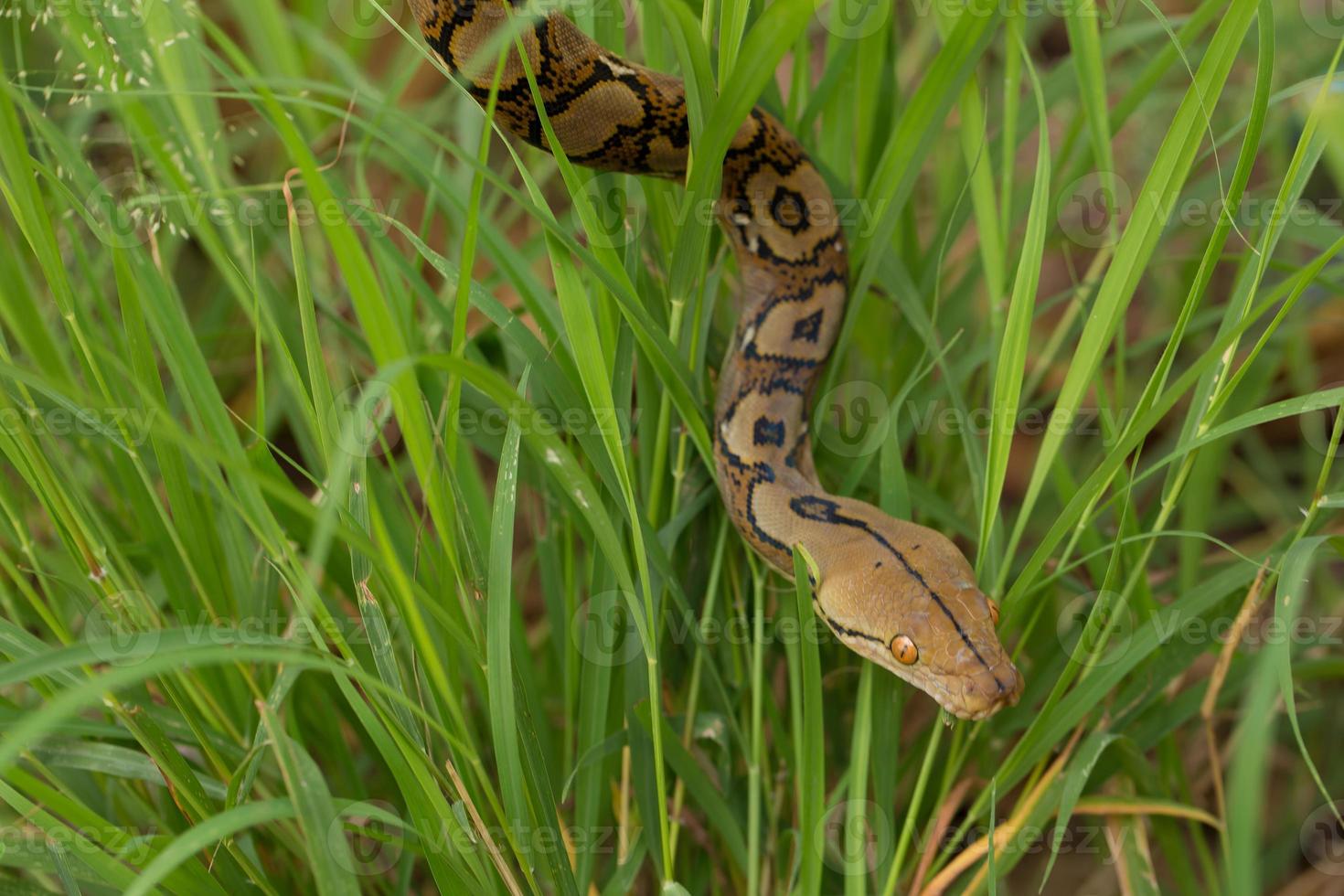 boa slang in het gras boa constrictor slang op boomtak foto