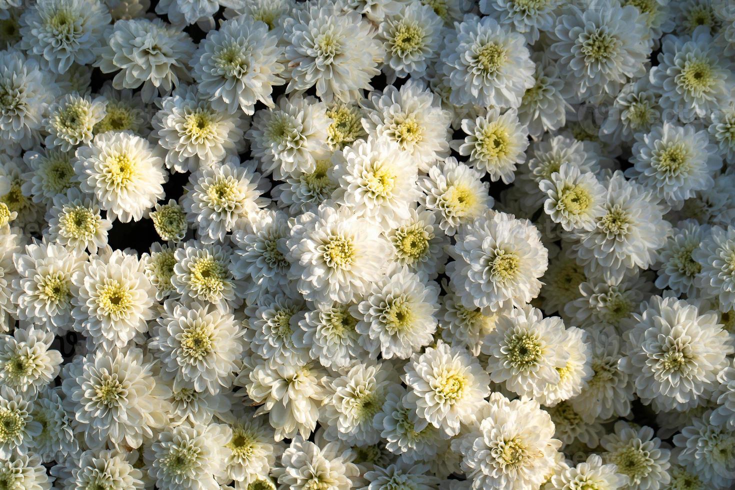 chrysanten in de herfsttuin foto