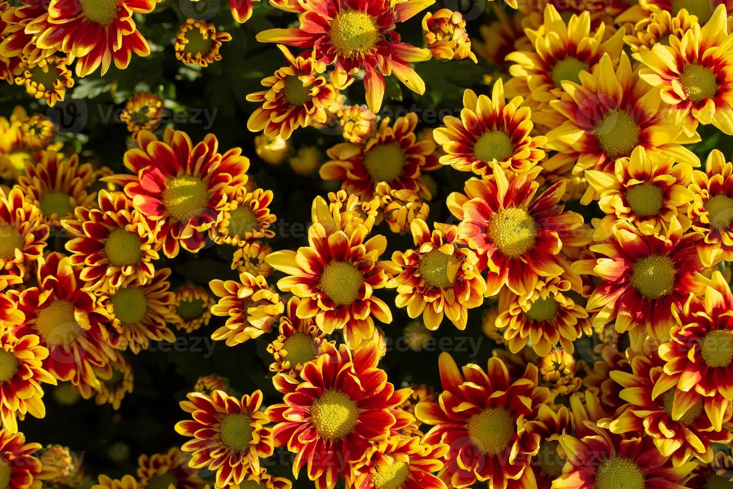 chrysanten in de herfsttuin foto