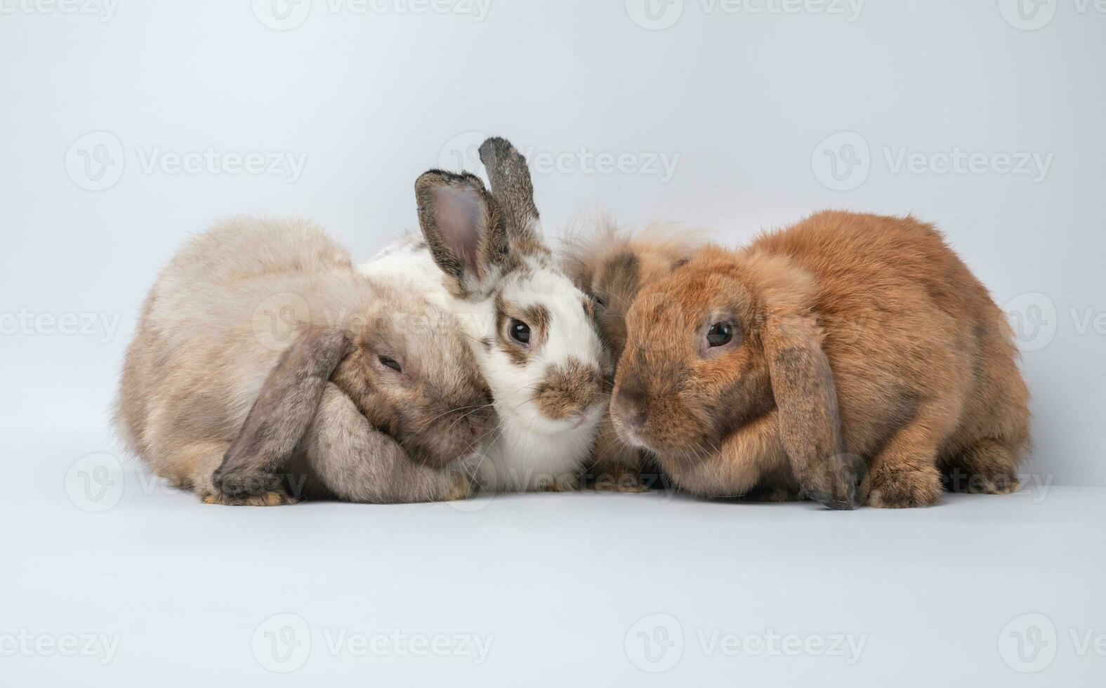 een groep harige en pluizige schattige roodbruine konijnen rechtopstaande oren zitten kijken in de camera, geïsoleerd op een witte achtergrond. concept van knaagdier huisdier en Pasen. foto