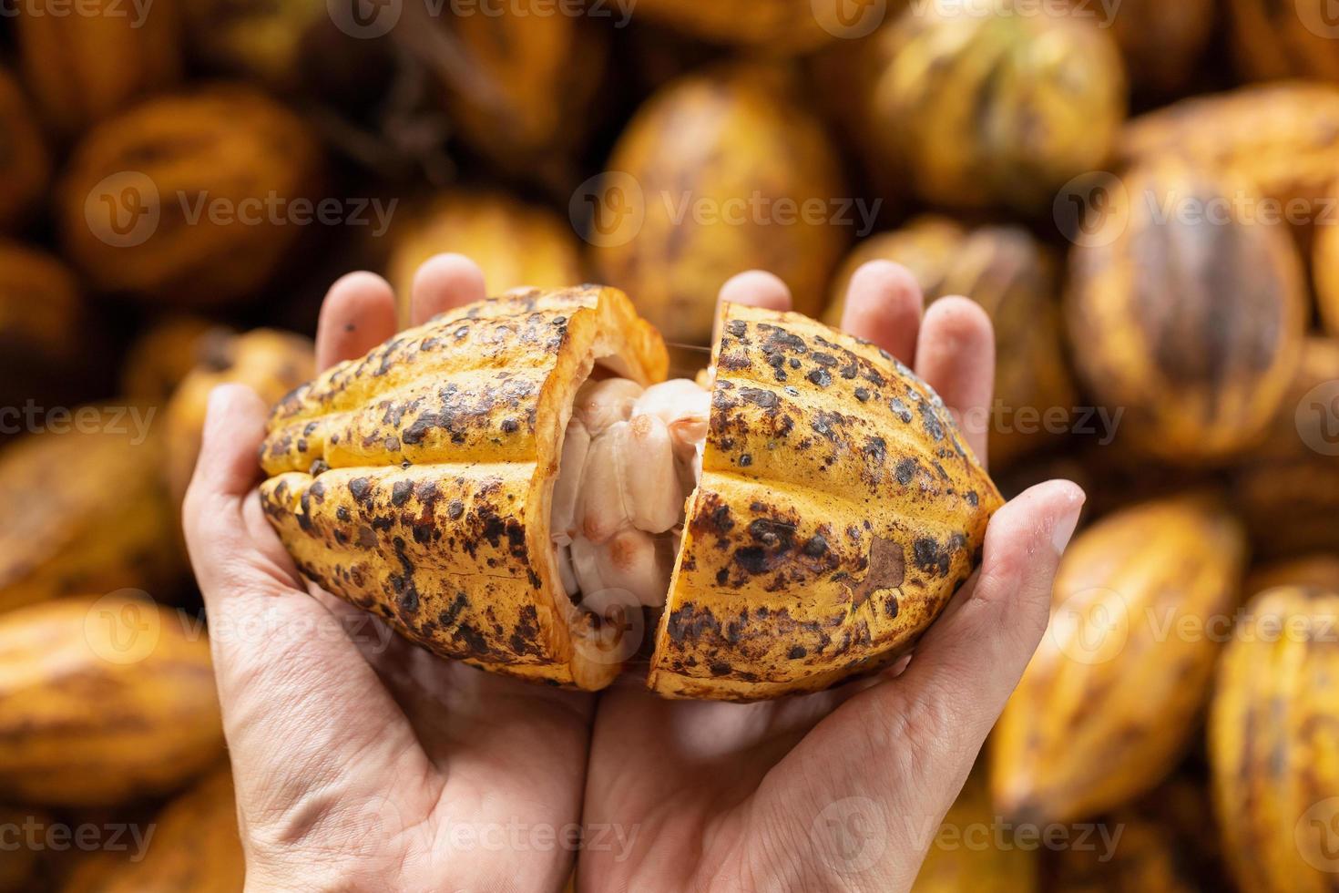 man met een rijpe cacaovrucht in de hand met bonen erin foto