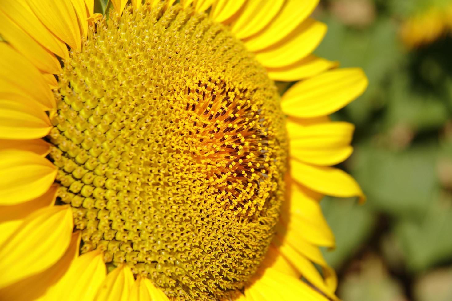 jonge frisse mooie felgele zonnebloem foto