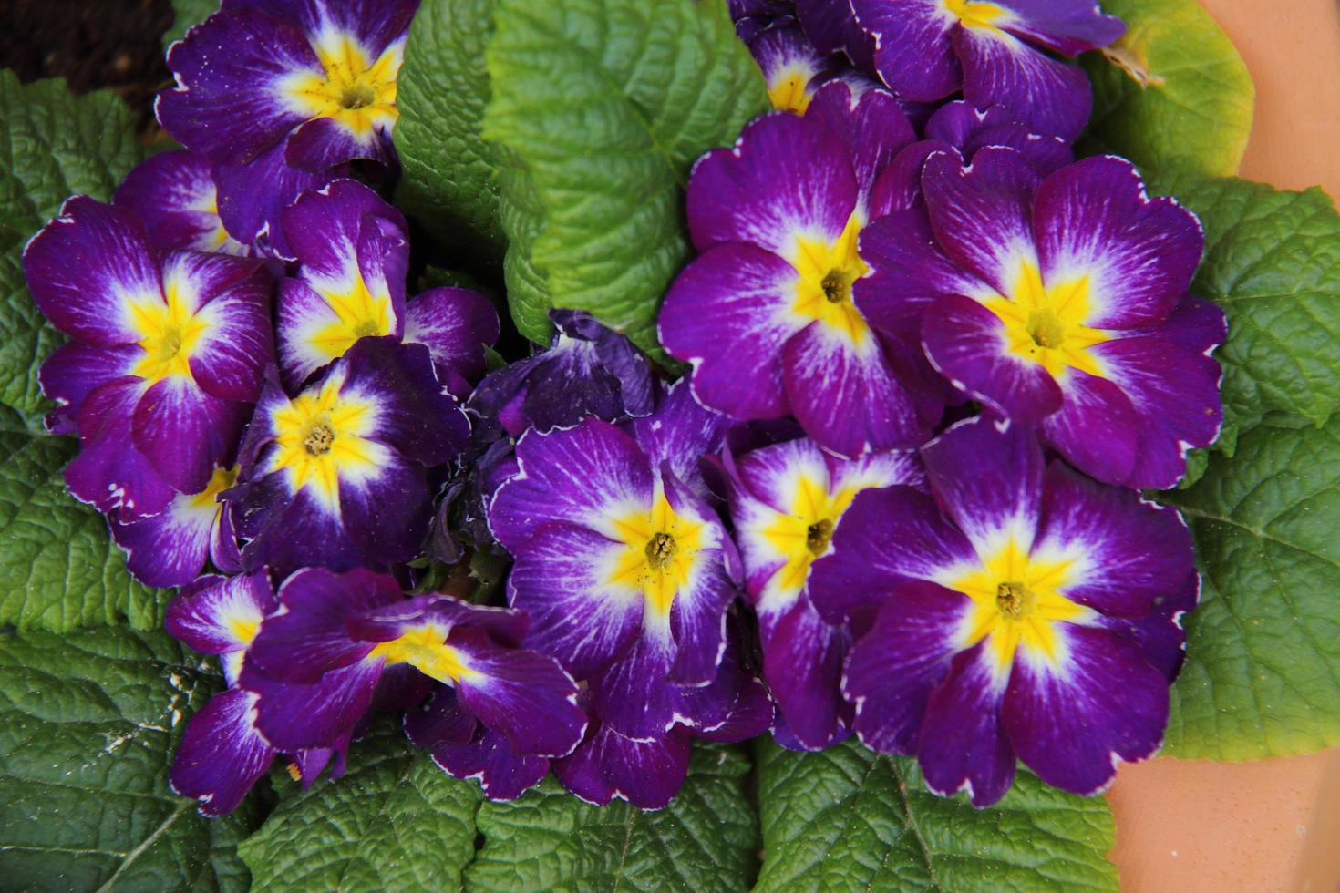 violette bloemen in potten op raam, decoratie van straatbloemen foto