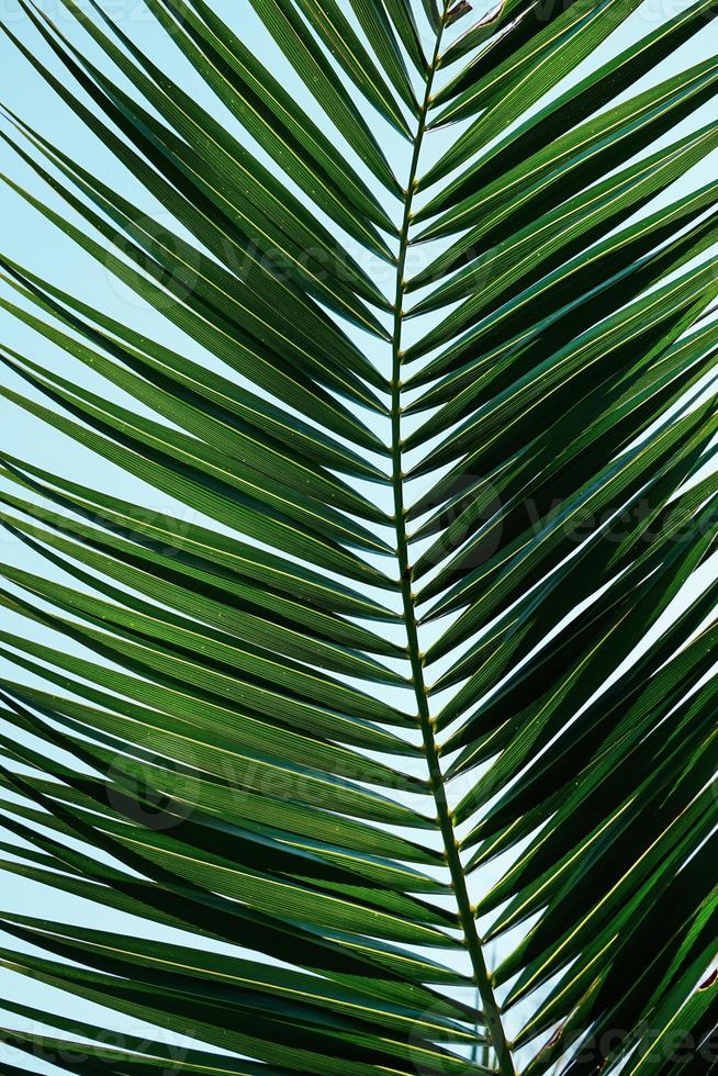 groene palmbladeren in de lente foto