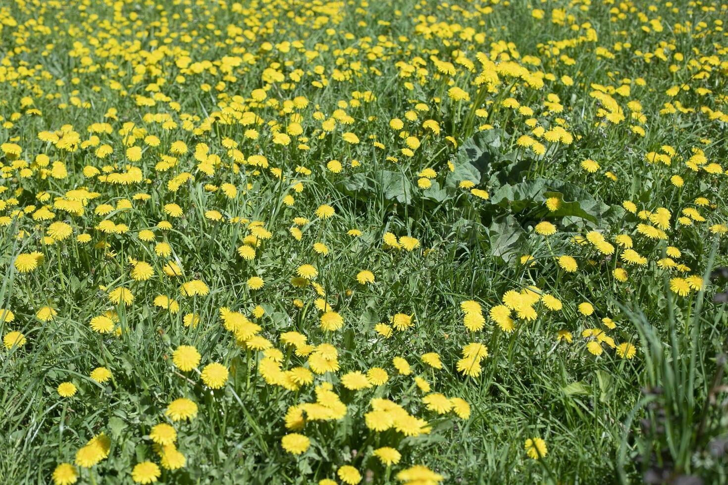 zomer groen. natuurlijk landschap. details van zomer natuur. foto