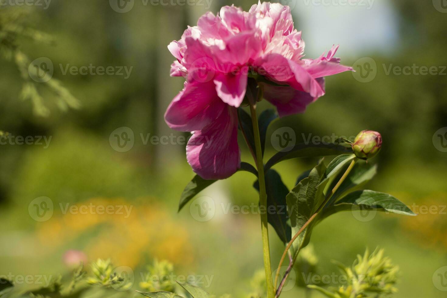 pioen in tuin. groot bloem. roze bloem in tuin. foto