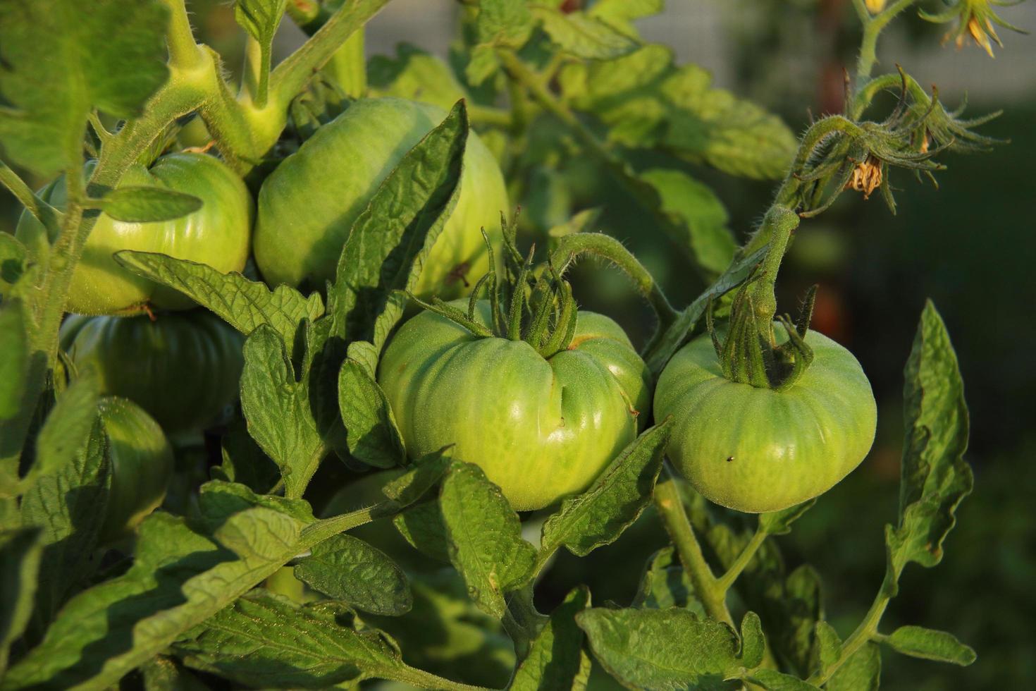 groene rauwe tomaat op de jonge tak lente seizoen van teelt foto