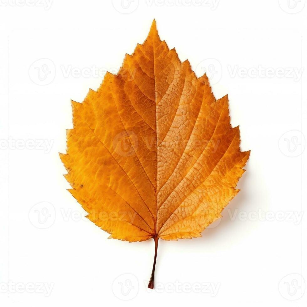 herfst vallend blad geïsoleerd foto