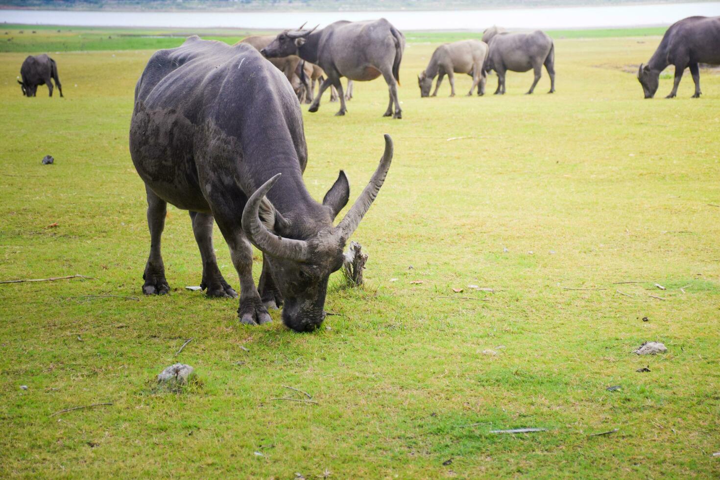 buffel buitenshuis boerderij met veld- natuur achtergrond foto