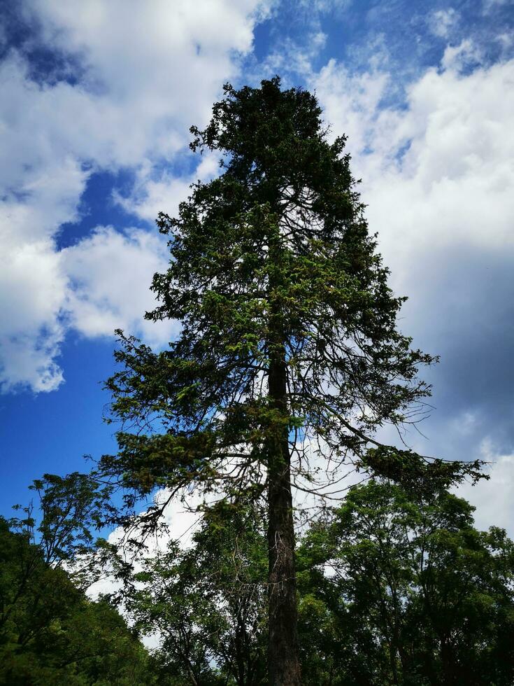 een groot pijnboom boom met een mooi blauw lucht in lillafured foto
