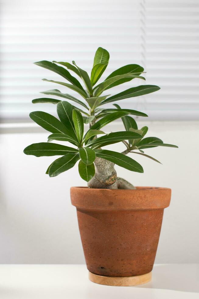 adenium bonsai is in een klei pot Aan een wit houten tafel. foto