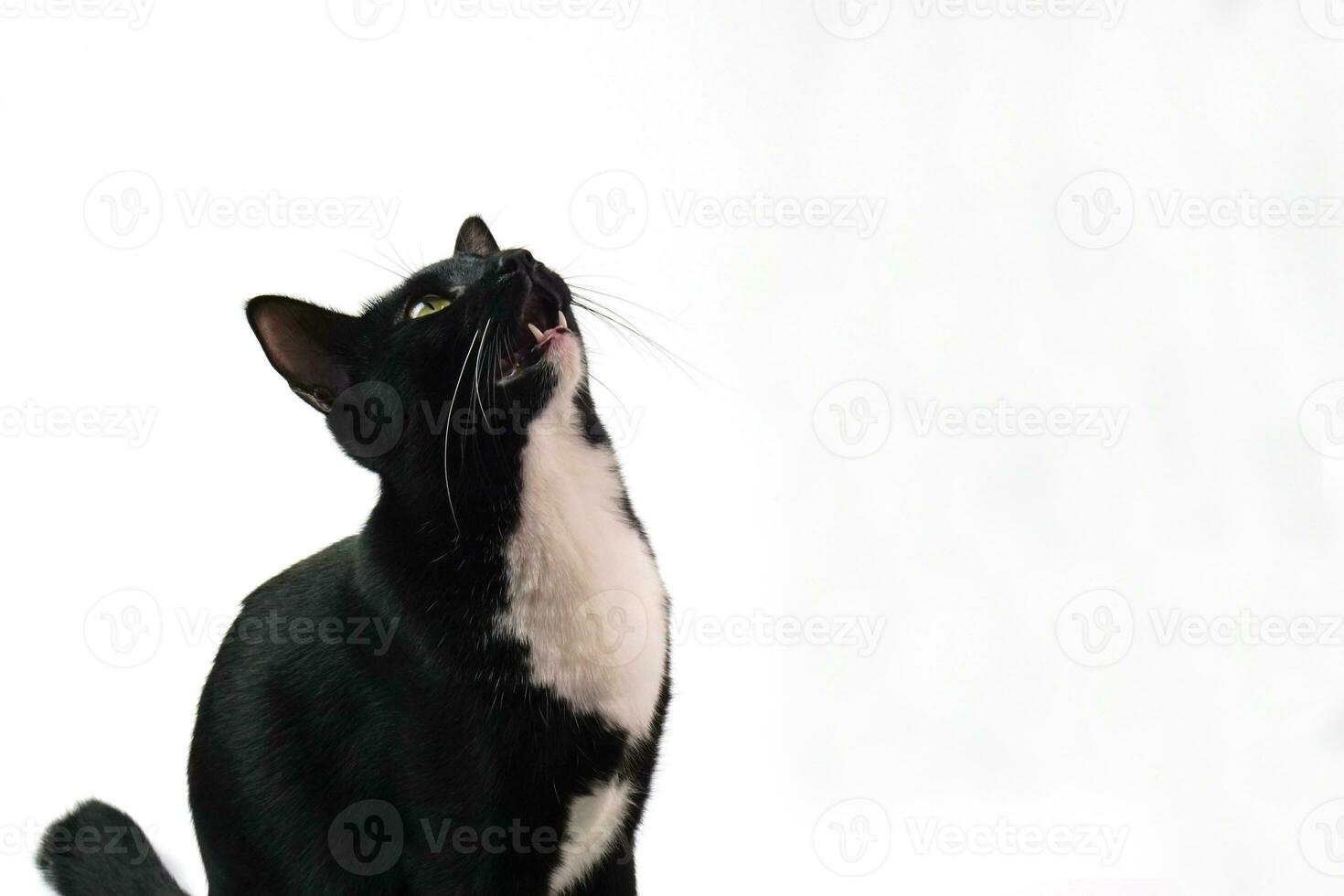 zwart harig speels kat staren Bij iets en bereid naar bespringen. huisdier en speels concept. foto