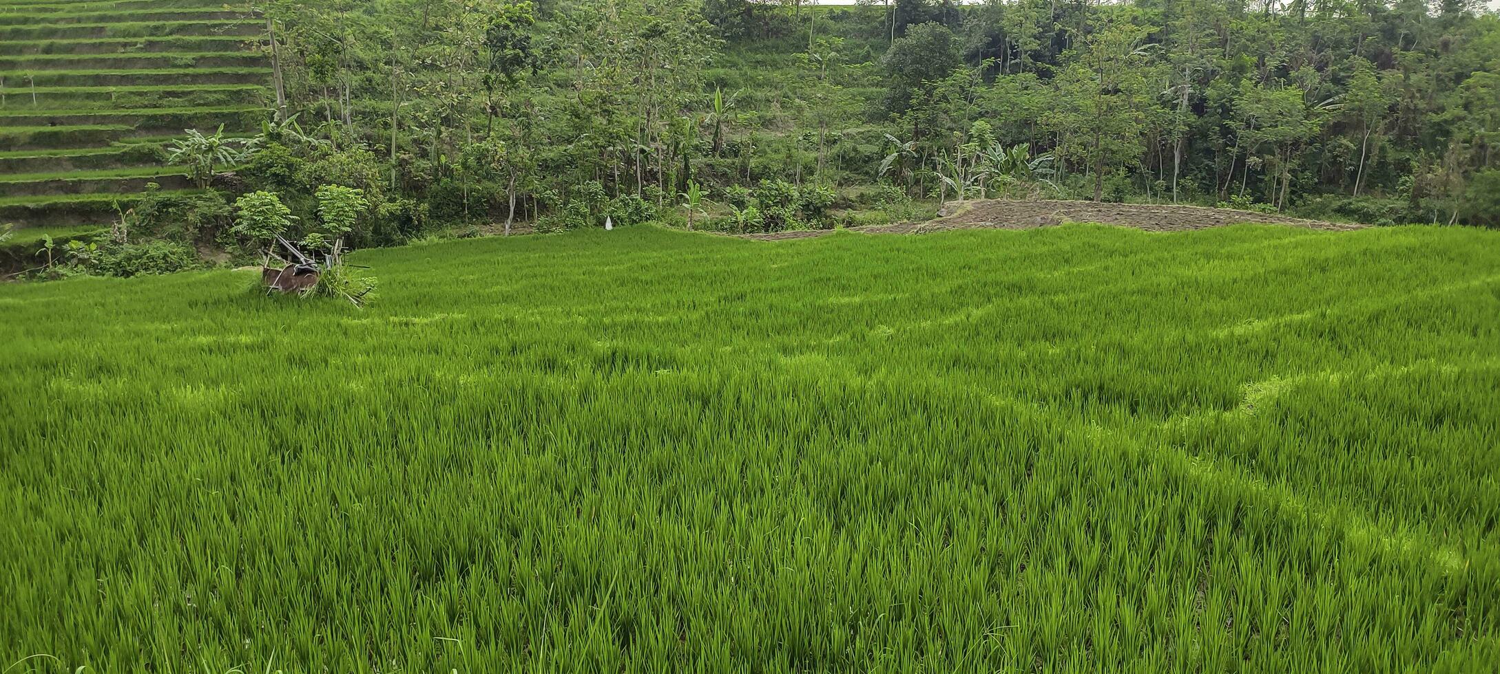 groen landschap terrassen van rijst- velden in Indonesië foto