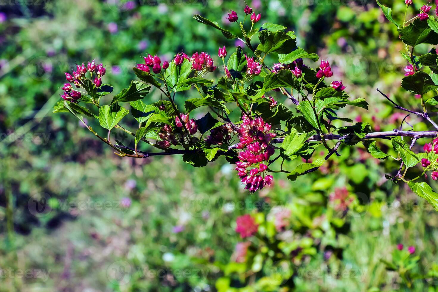 detailopname van een struik met kastanjebruin bladeren en rood bessen physocarpus opulifolius. foto