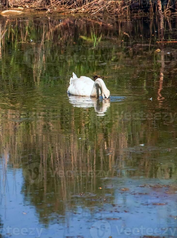 een mooi wit zwaan zwemt in de water. gedrag van een wild vogel in natuur. dier dieren in het wild behang achtergrond. foto