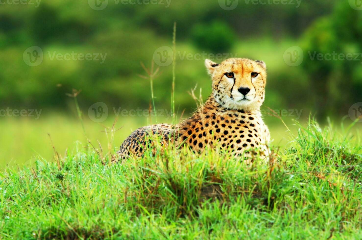 wild Afrikaanse Jachtluipaard foto