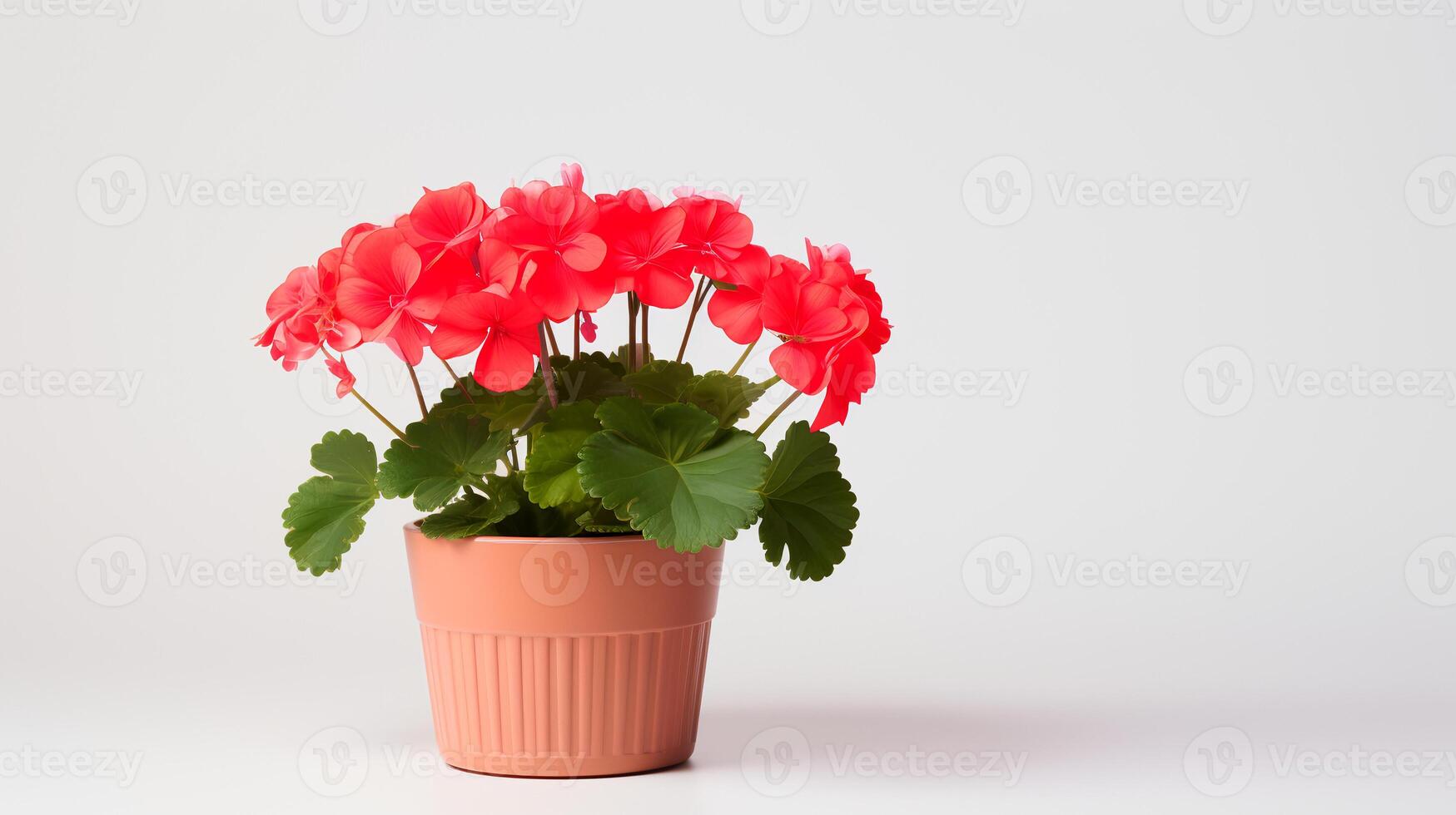 foto van geranium in minimalistische pot net zo kamerplant voor huis decoratie geïsoleerd Aan wit achtergrond. generatief ai