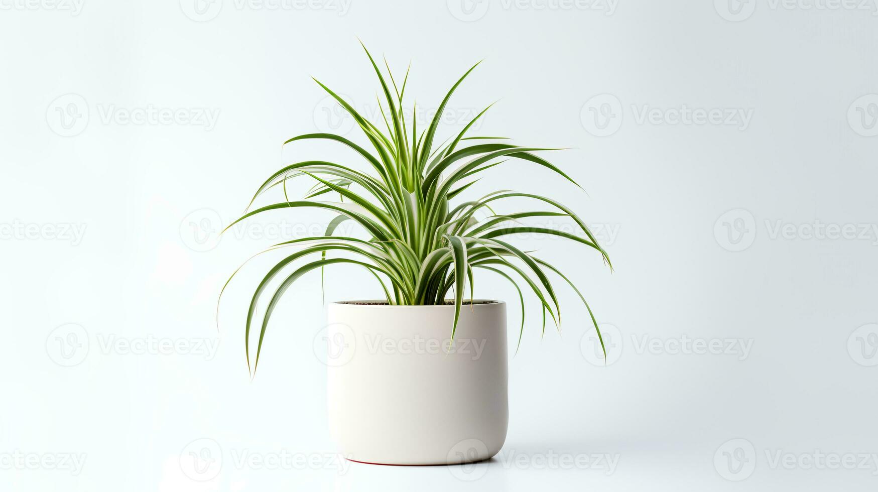 foto van spin fabriek in minimalistische pot net zo kamerplant voor huis decoratie geïsoleerd Aan wit achtergrond. generatief ai