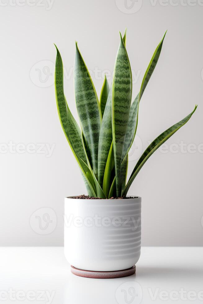 foto van sier- fabriek in minimalistische pot net zo kamerplant voor huis decoratie geïsoleerd Aan wit achtergrond. generatief ai