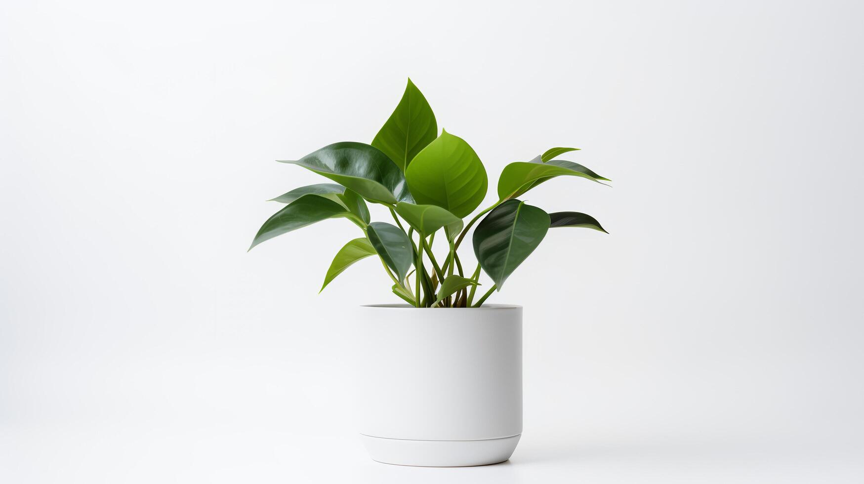 foto van sier- planten in minimalistische pot net zo kamerplant voor huis decoratie geïsoleerd Aan wit achtergrond. generatief ai