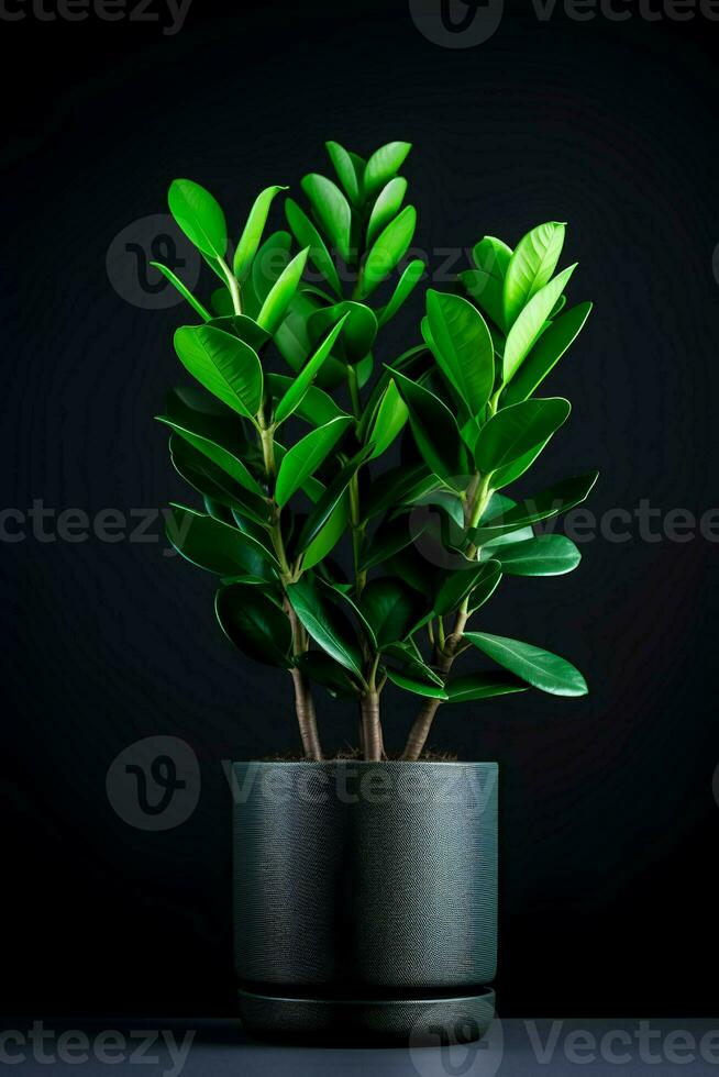 foto van zamioculcas zamiifolia in minimalistische pot net zo kamerplant voor huis decoratie geïsoleerd Aan wit achtergrond Aan zwart achtergrond. generatief ai