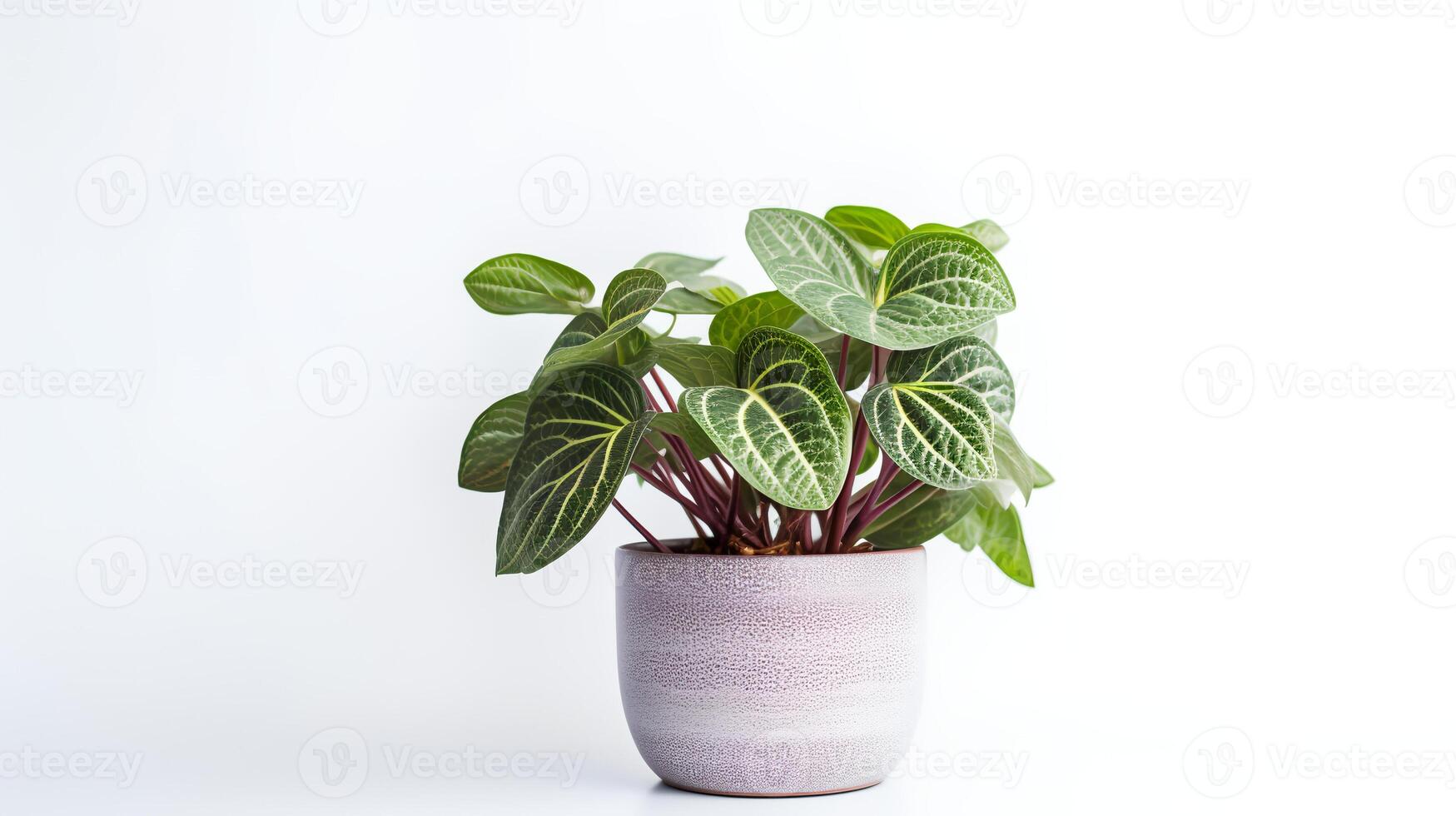 foto van fittonia in minimalistische pot net zo kamerplant voor huis decoratie geïsoleerd Aan wit achtergrond. generatief ai